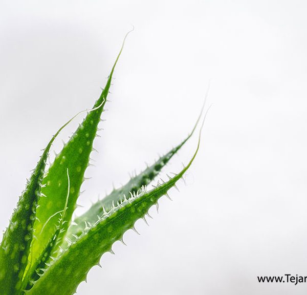 صادرات آلوئه ورا به اروپا-تجارت-سبز