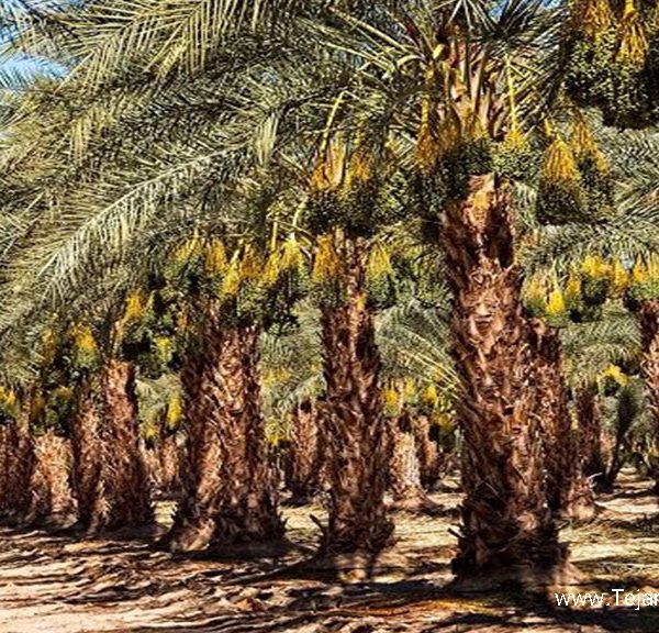 ایران بزرگترین صادرکننده خرما