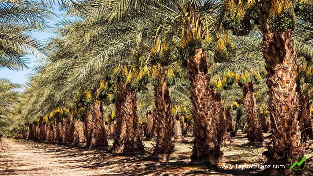 ایران بزرگترین صادرکننده خرما