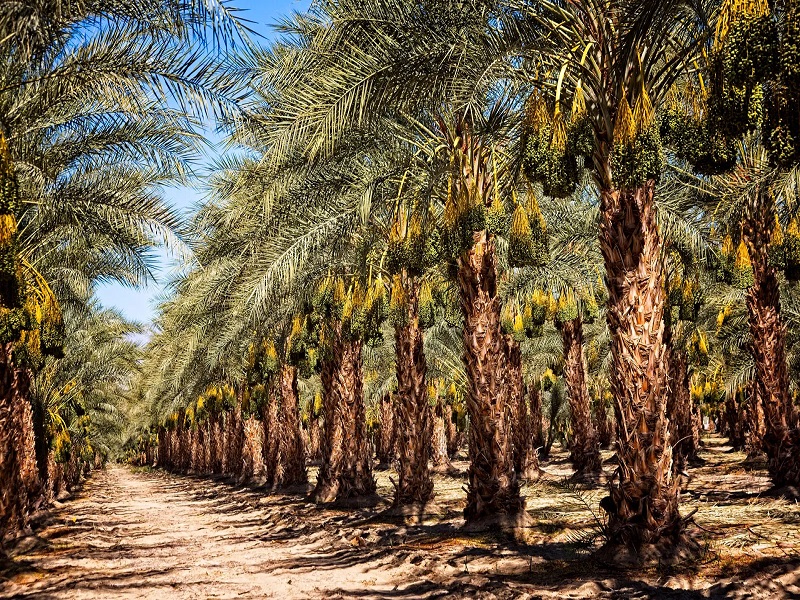 the grove Dates Producers, Exporters